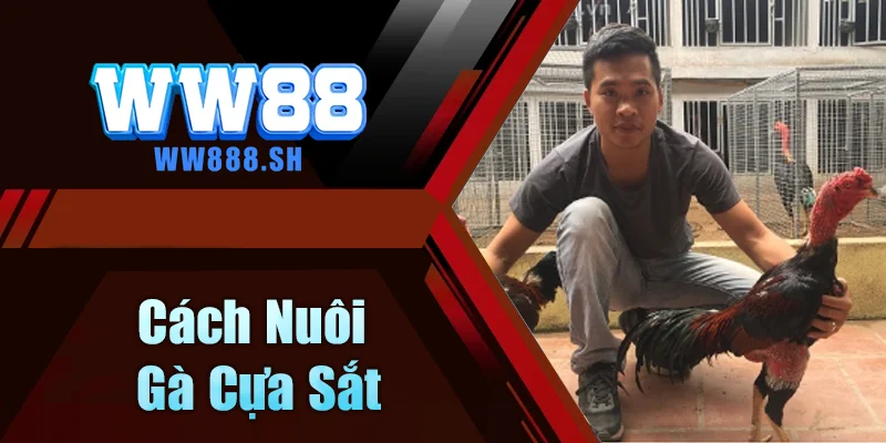 Cách Nuôi Gà Cựa SắtCách Nuôi Gà Cựa Sắt