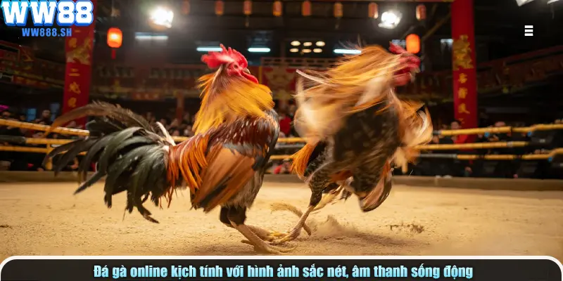 Đá gà online kịch tính với hình ảnh sắc nét, âm thanh sống động
