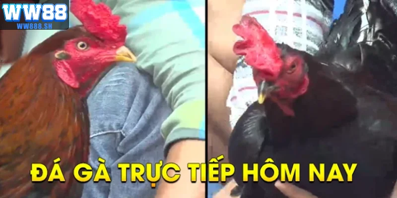 Đá gà thomo - Chiến kê đang thi đấu trực tiếp tại đấu trường